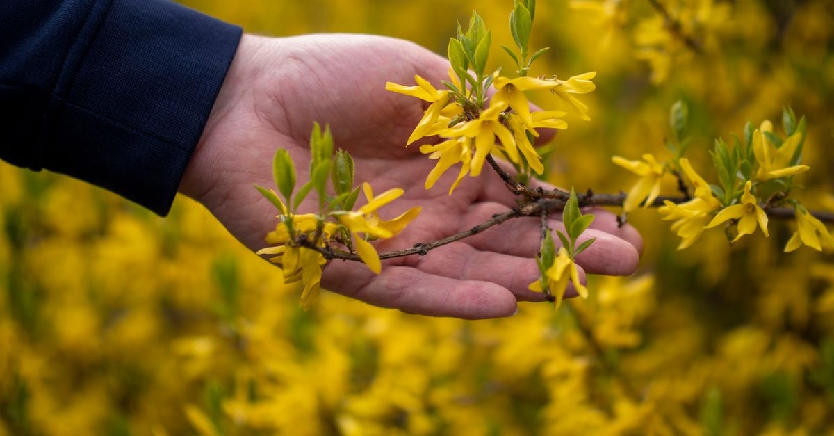 Erken İlkbahara Parlak Bir Başlangıç: Tarhınız İçin En İyi Forsythia’yı Seçmenin 7 İpucu