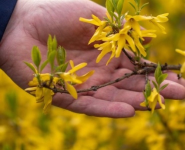 Erken İlkbahara Parlak Bir Başlangıç: Tarhınız İçin En İyi Forsythia’yı Seçmenin 7 İpucu